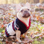 Navy Vail Dog Sweater