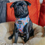 Dog Adjustable Harness - Disney's Jasmine