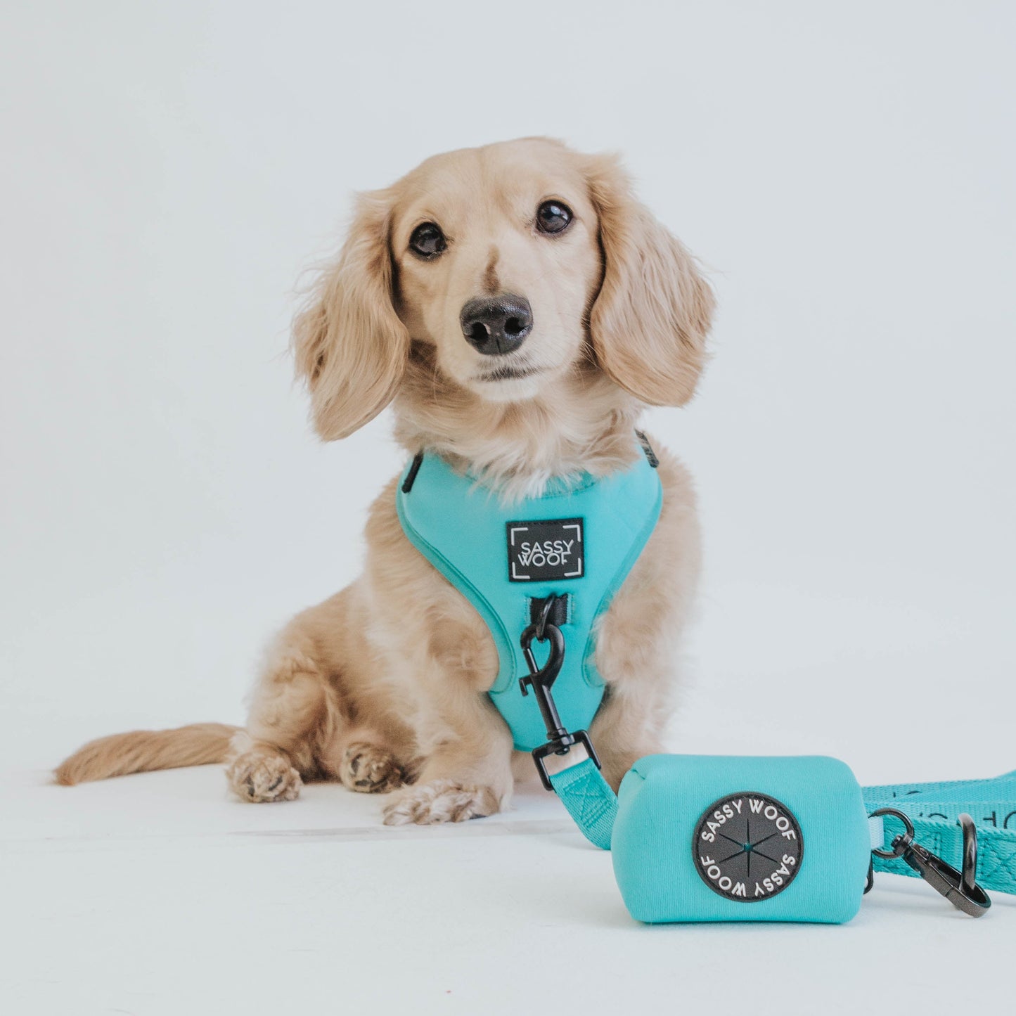 Dog Leash - Neon Blue