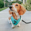 Dog Adjustable Harness - Neon Blue