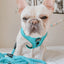 Dog Rope Leash - Neon Blue