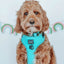 Dog Collar - Neon Blue