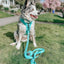 Dog Adjustable Harness - Neon Blue