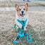 Dog Leash - Neon Blue