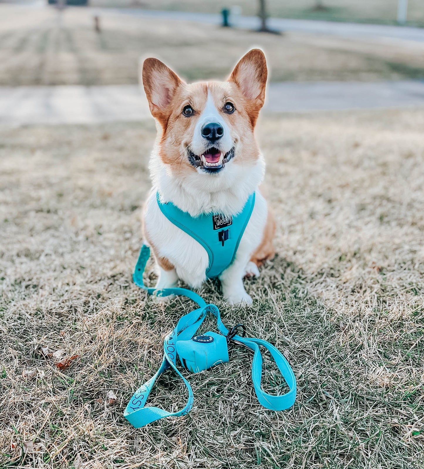 Dog Leash - Neon Blue