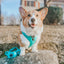 Dog Adjustable Harness - Neon Blue
