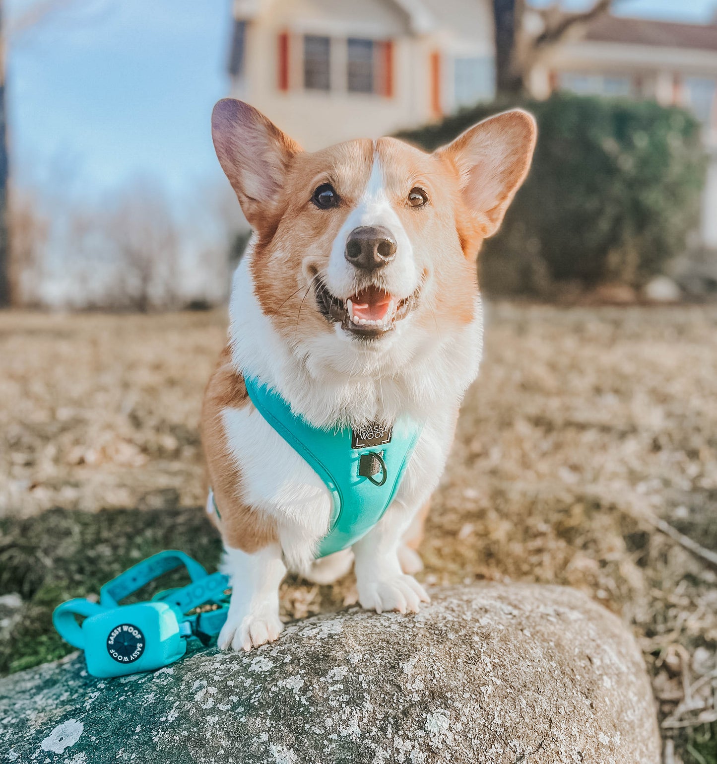Dog Adjustable Harness - Neon Blue