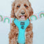 Dog Adjustable Harness - Neon Blue
