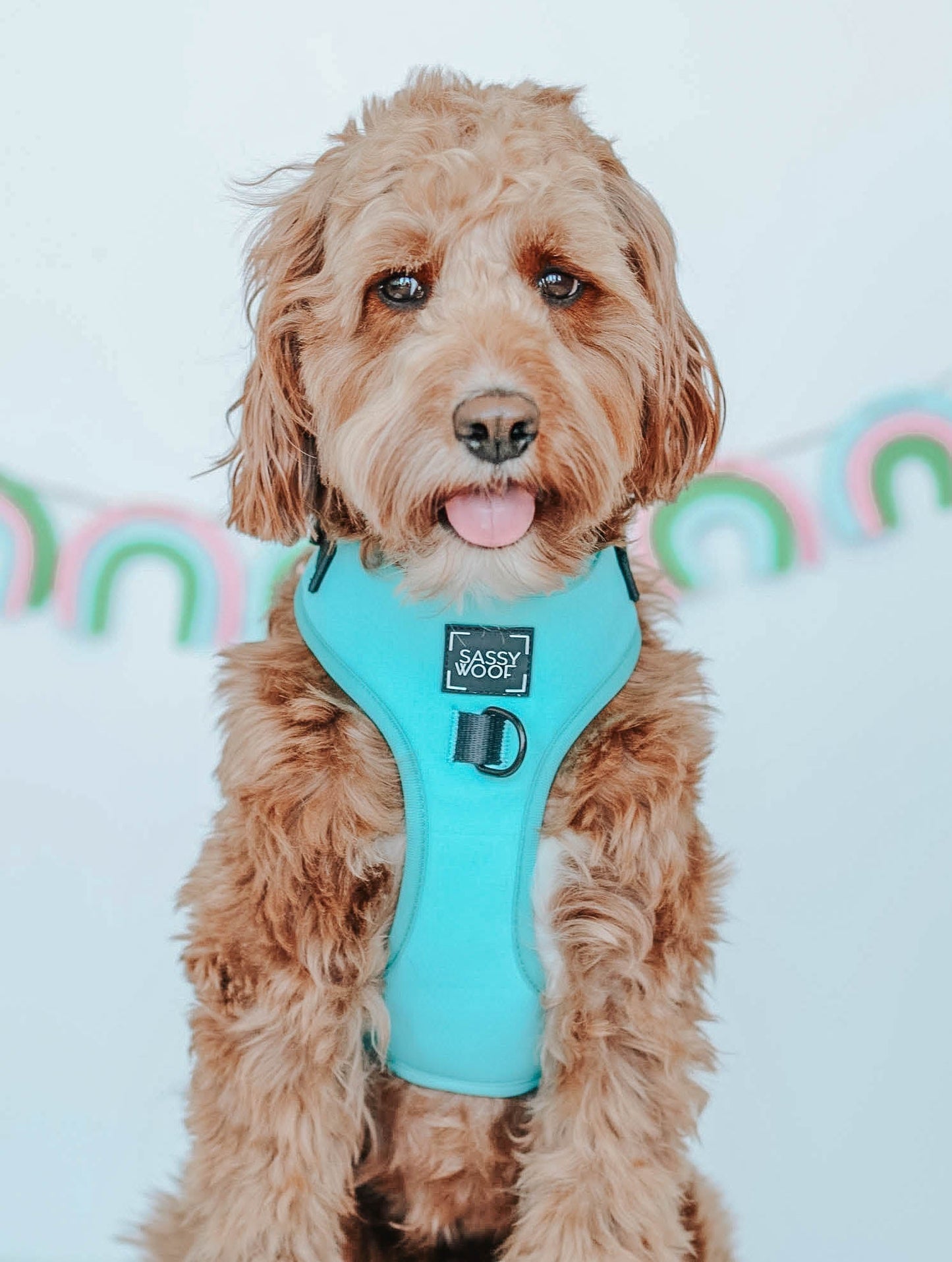 Dog Adjustable Harness - Neon Blue