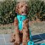 Dog Leash - Neon Blue