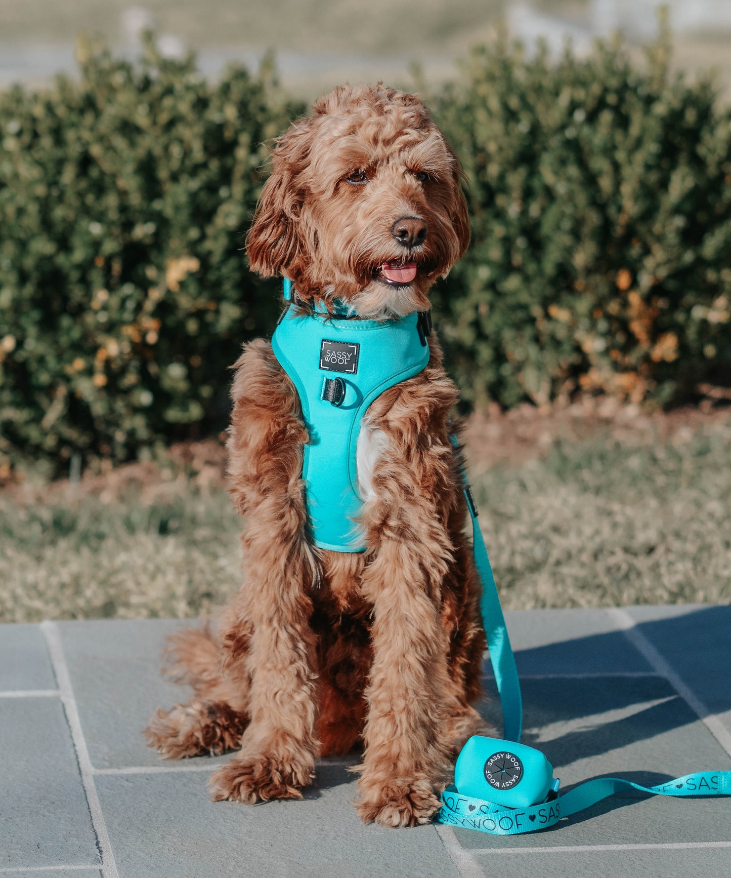 Dog Leash - Neon Blue