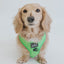 Dog Adjustable Harness - Neon Green