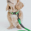 Dog Collar - Neon Green