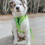 Dog Leash - Neon Green
