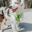 Dog Adjustable Harness - Neon Green