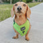 Dog Adjustable Harness - Neon Green