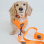 Dog Leash - Neon Orange
