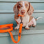 Dog Leash - Neon Orange
