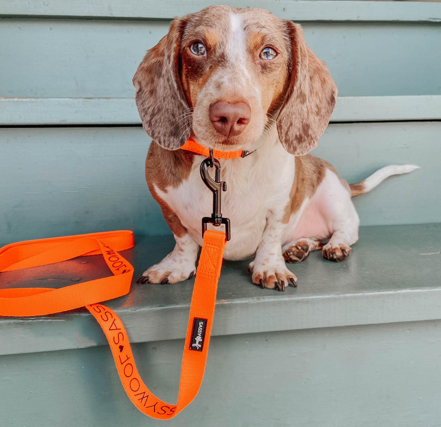 Dog Collar - Neon Orange