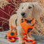 Dog Rope Leash - Neon Orange