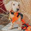 Dog Collar - Neon Orange