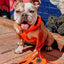 Dog Adjustable Harness - Neon Orange