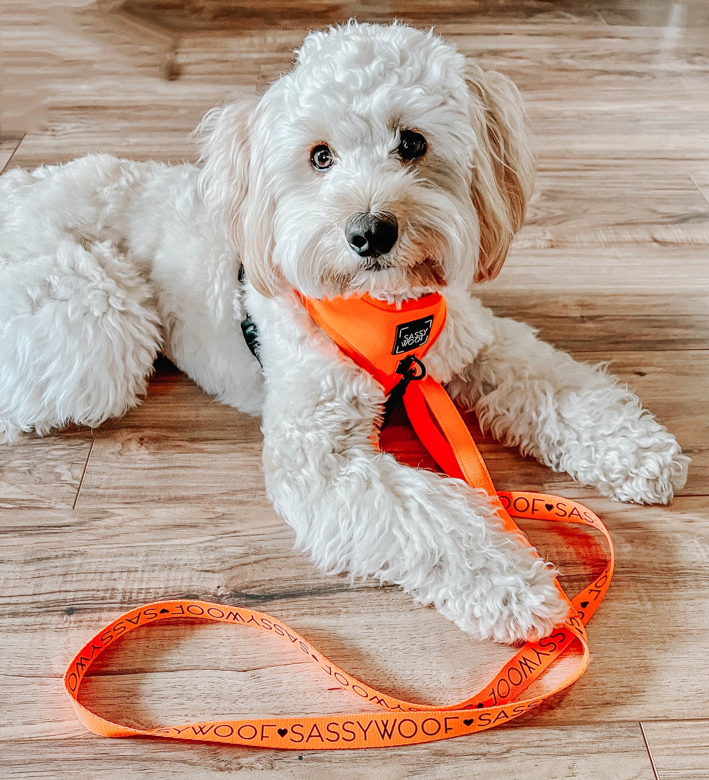 Dog Adjustable Harness - Neon Orange