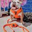 Dog Leash - Neon Orange