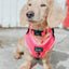 Dog Collar - Neon Pink