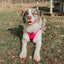 Dog Adjustable Harness - Neon Pink