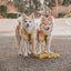 Dog Leash - Neon Yellow