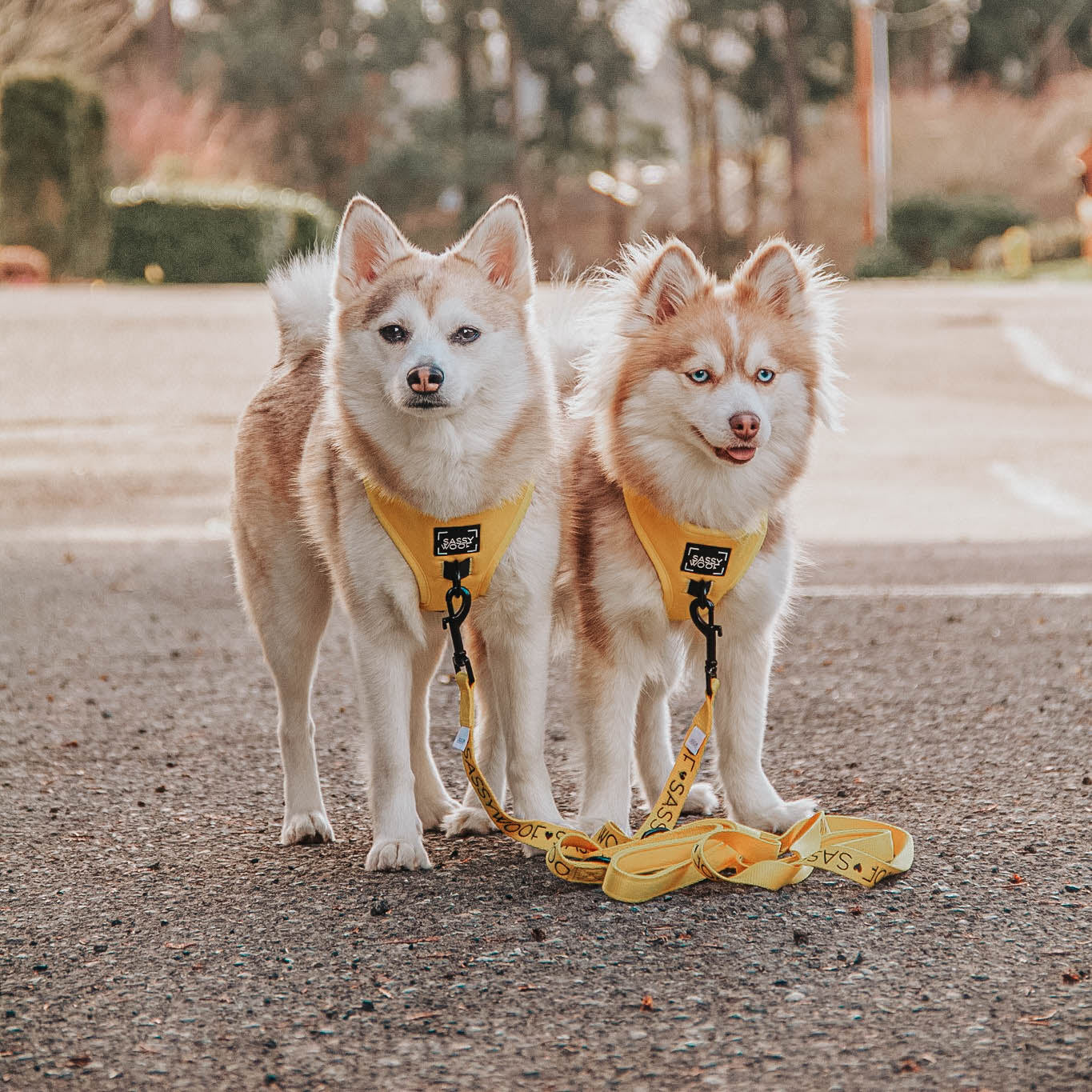Dog Leash - Neon Yellow