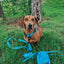Dog Collar - Tropical Tides