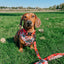 Dog Adjustable Harness - Hot Cocoa Club