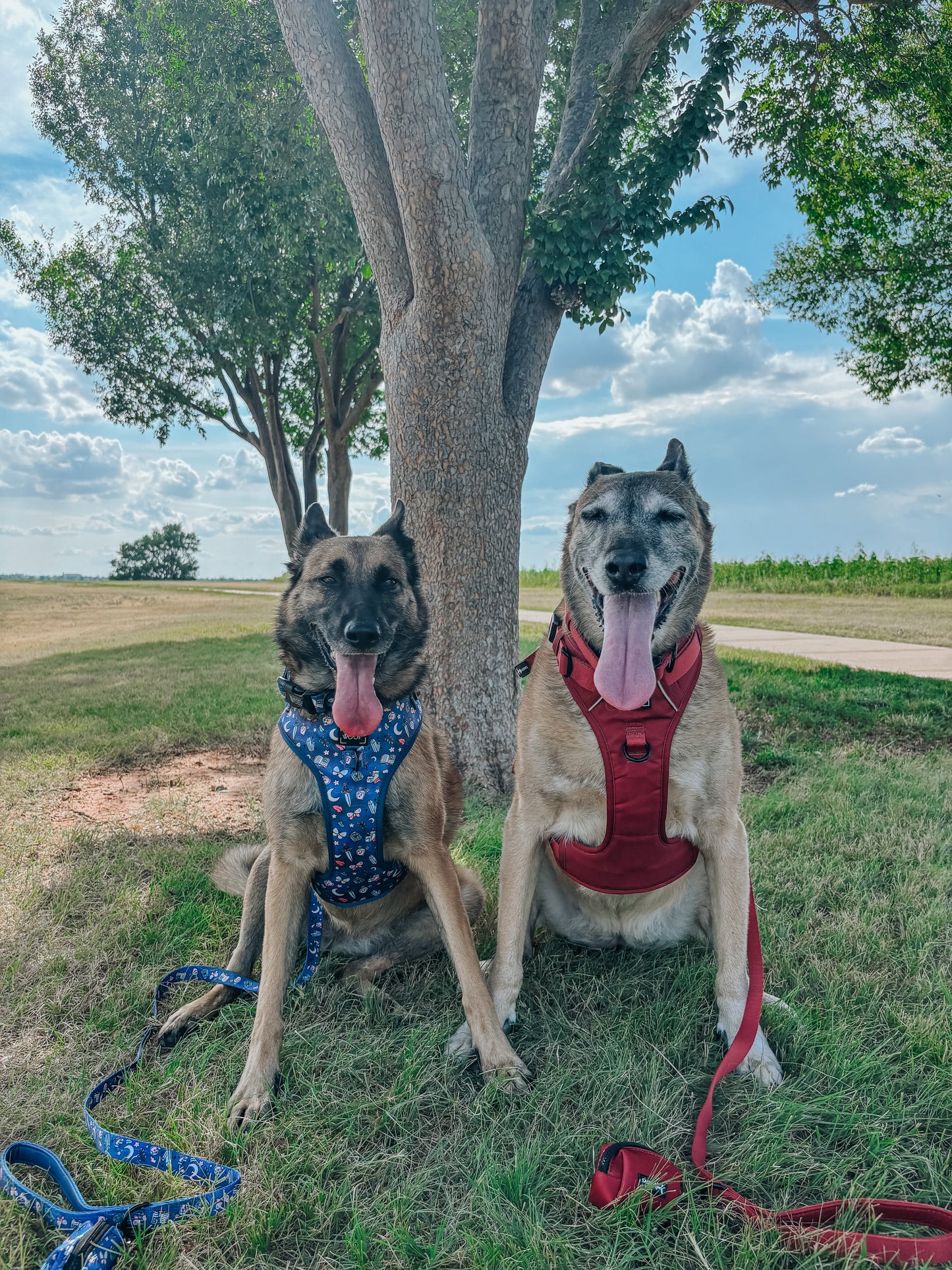 Dog Collar - Burgundy
