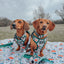 Dog Collar - Peanuts™ Beagle Scouts
