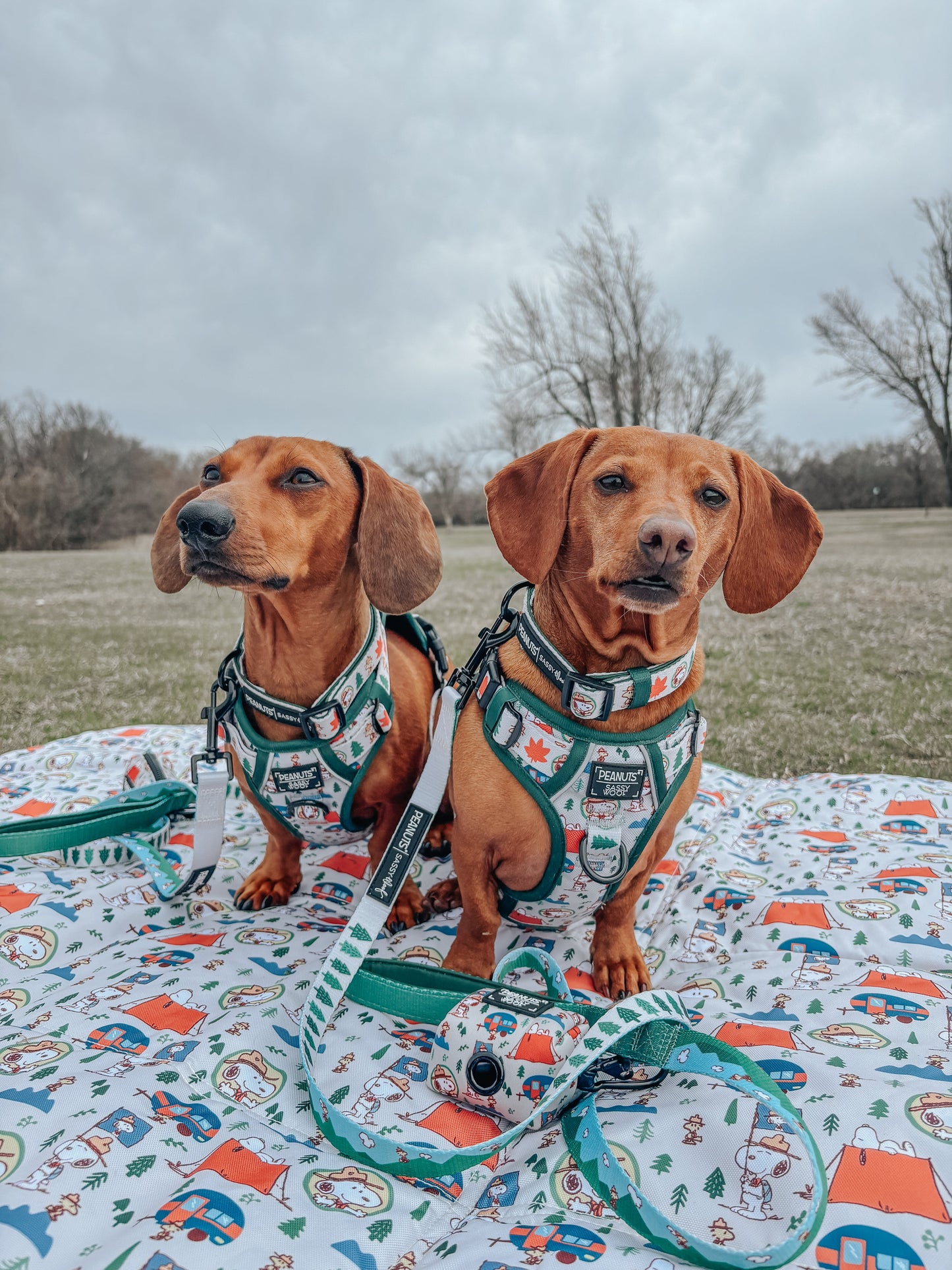 Dog Collar - Peanuts™ Beagle Scouts