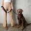 The City Dog Leash Padded