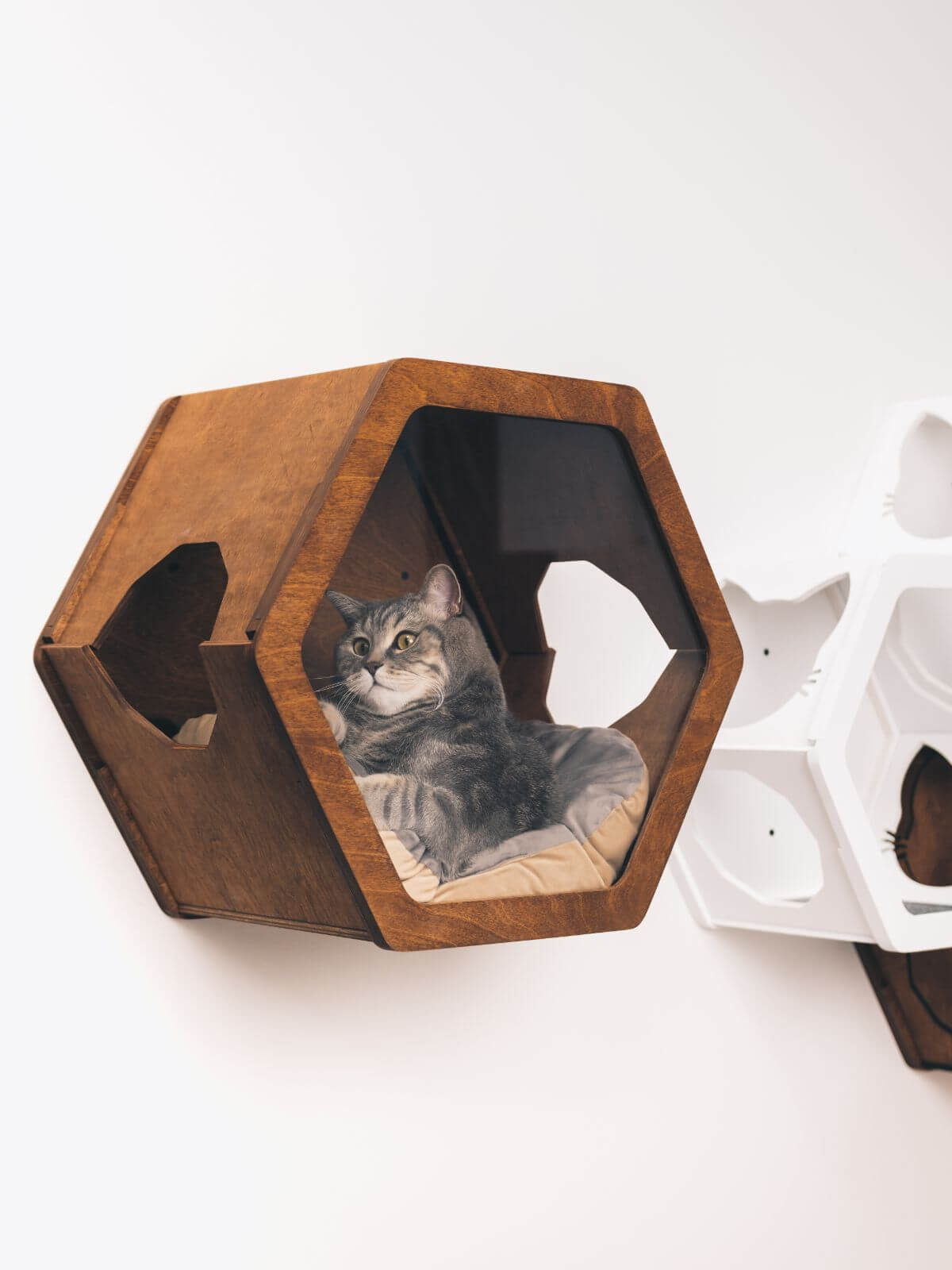 Cat Wall Mounted Bed
