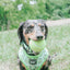 Dog Collar - Serving Up Sass