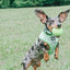 Dog Collar - Serving Up Sass