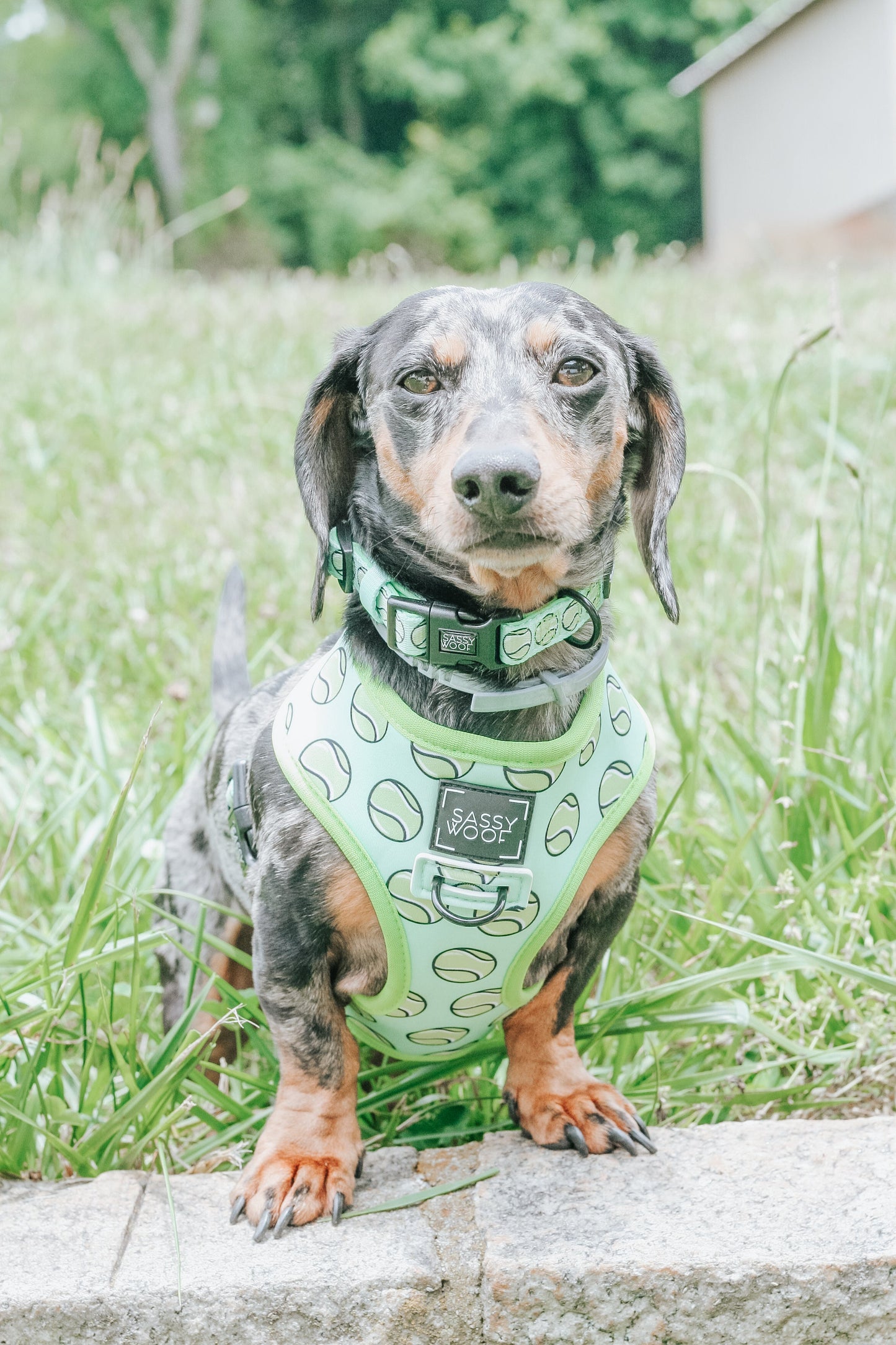 Dog Reversible Harness - Serving Up Sass