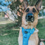 Dog Step-in Harness - Tropical Tides