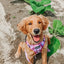 Dog Step-in Harness - Purple Haze