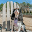 Dog Adjustable Harness - Fleur de Sass