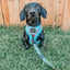 Dog Reversible Harness - One Hot Pupperoni