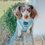 Dog Reversible Harness - One Hot Pupperoni