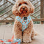 Dog Leash - One Hot Pupperoni