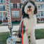 Dog Collar - One Hot Pupperoni