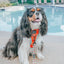 Dog Leash - One Hot Pupperoni
